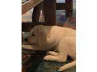 Labrador Retriever Puppy for sale in Saint Simons Island, GA, USA