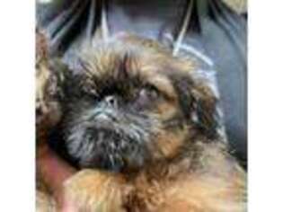 Brussels Griffon Puppy for sale in Sarasota, FL, USA