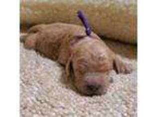 Goldendoodle Puppy for sale in Pearland, TX, USA