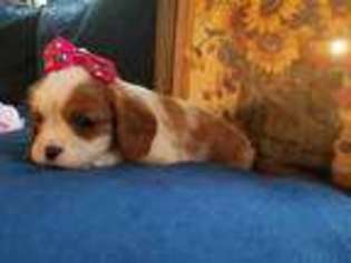 Cavalier King Charles Spaniel Puppy for sale in Winnsboro, TX, USA