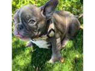 French Bulldog Puppy for sale in Goodyear, AZ, USA
