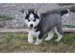 Siberian Husky Puppy for sale in Fruita, CO, USA