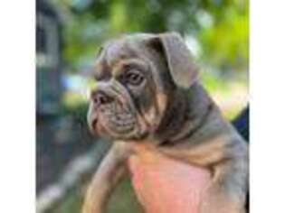 Olde English Bulldogge Puppy for sale in Jackson, MI, USA