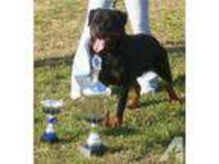 Rottweiler Puppy for sale in FREDERICKSBURG, VA, USA