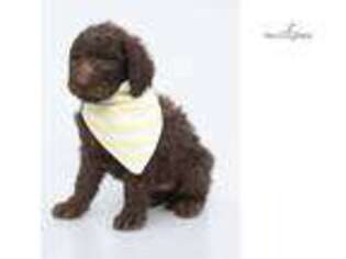 Labradoodle Puppy for sale in Canton, OH, USA