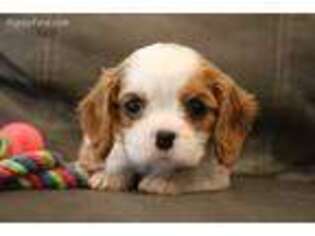 Cavalier King Charles Spaniel Puppy for sale in Kite, GA, USA