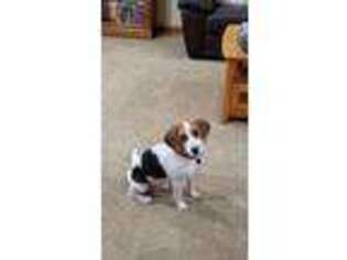 Beagle Puppy for sale in Lockport, NY, USA