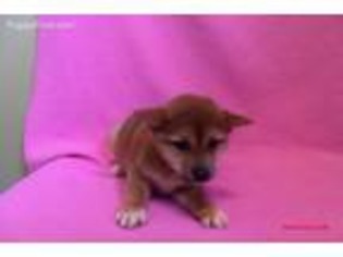 Shiba Inu Puppy for sale in Paterson, NJ, USA