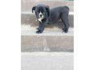 Bulldog Puppy for sale in Birdsboro, PA, USA