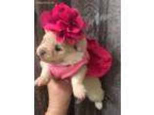 Pomeranian Puppy for sale in Avoca, MI, USA