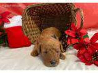Labradoodle Puppy for sale in Mankato, MN, USA