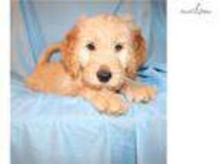 Goldendoodle Puppy for sale in Greensboro, NC, USA