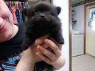 Pomeranian Puppy for sale in Mitchellville, IA, USA
