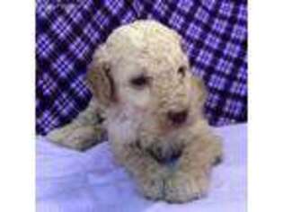 Mutt Puppy for sale in Florence, TX, USA
