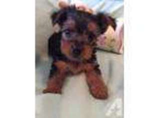 Yorkshire Terrier Puppy for sale in WEEPING WATER, NE, USA