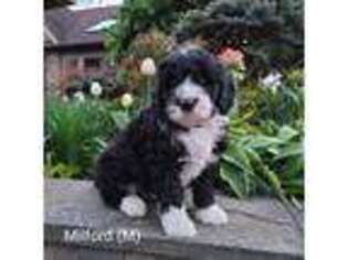 Portuguese Water Dog Puppy for sale in New Holland, PA, USA