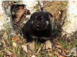 German Shepherd Dog Puppy for sale in HAWLEY, MN, USA