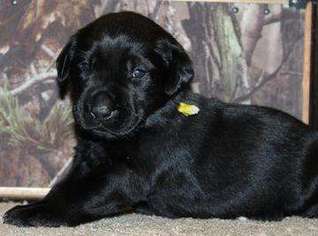 Labrador Retriever Puppy for sale in Beaumont, TX, USA