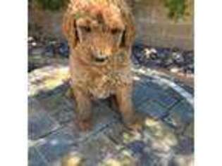 Goldendoodle Puppy for sale in Ridgecrest, CA, USA