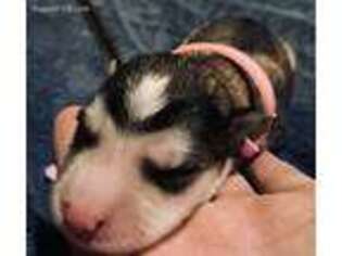 Alaskan Malamute Puppy for sale in Olean, NY, USA