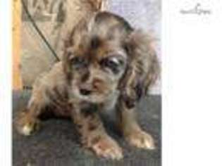 Cocker Spaniel Puppy for sale in Beaumont, TX, USA