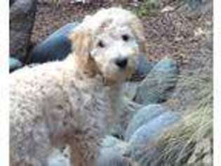 Labradoodle Puppy for sale in GRASS VALLEY, CA, USA
