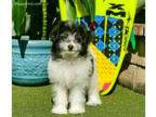 Maltipom Puppy for sale in Thousand Oaks, CA, USA