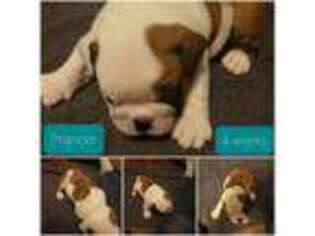 Bulldog Puppy for sale in Nevada, MO, USA