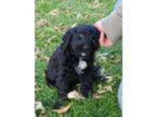 Labradoodle Puppy for sale in Mosinee, WI, USA