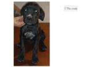 Mutt Puppy for sale in Taos, NM, USA