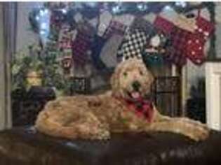 Goldendoodle Puppy for sale in Fritch, TX, USA