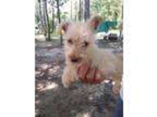 Scottish Terrier Puppy for sale in Rocky Point, NC, USA