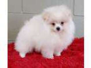 Pomeranian Puppy for sale in San Luis Obispo, CA, USA