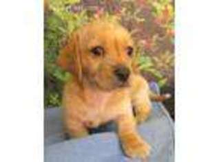 Dachshund Puppy for sale in Lebanon, MO, USA