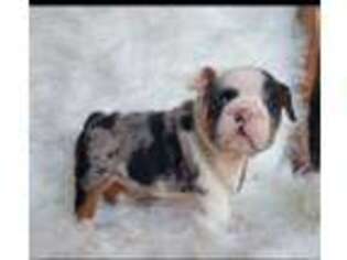 Bulldog Puppy for sale in Winthrop, MA, USA