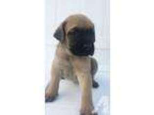 Mastiff Puppy for sale in KENT, WA, USA