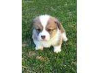 Pembroke Welsh Corgi Puppy for sale in Columbia, MS, USA
