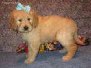 Goldendoodle Puppy for sale in Purdy, MO, USA