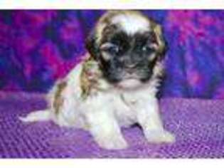 Mal-Shi Puppy for sale in Hawarden, IA, USA