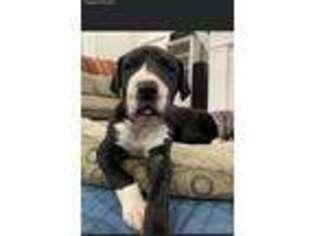 Great Dane Puppy for sale in Festus, MO, USA