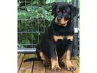 Rottweiler Puppy for sale in Griffin, GA, USA