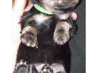 Dachshund Puppy for sale in Springdale, WA, USA