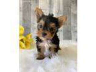 Yorkshire Terrier Puppy for sale in Dalton, OH, USA