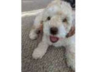 Labradoodle Puppy for sale in Wilmington, NC, USA