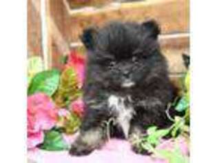 Pomeranian Puppy for sale in Arthur, IL, USA