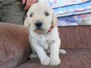Goldendoodle Puppy for sale in Dinosaur, CO, USA