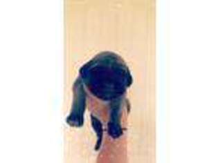 Mastiff Puppy for sale in Stockton, MO, USA