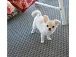 Chihuahua Puppy for sale in Gilbert, SC, USA