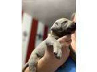Labrador Retriever Puppy for sale in Sequim, WA, USA