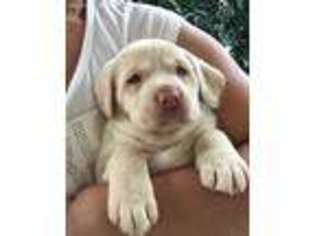 Labrador Retriever Puppy for sale in Cape Coral, FL, USA